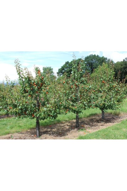 Абрикос Леді Кот дерево у саду